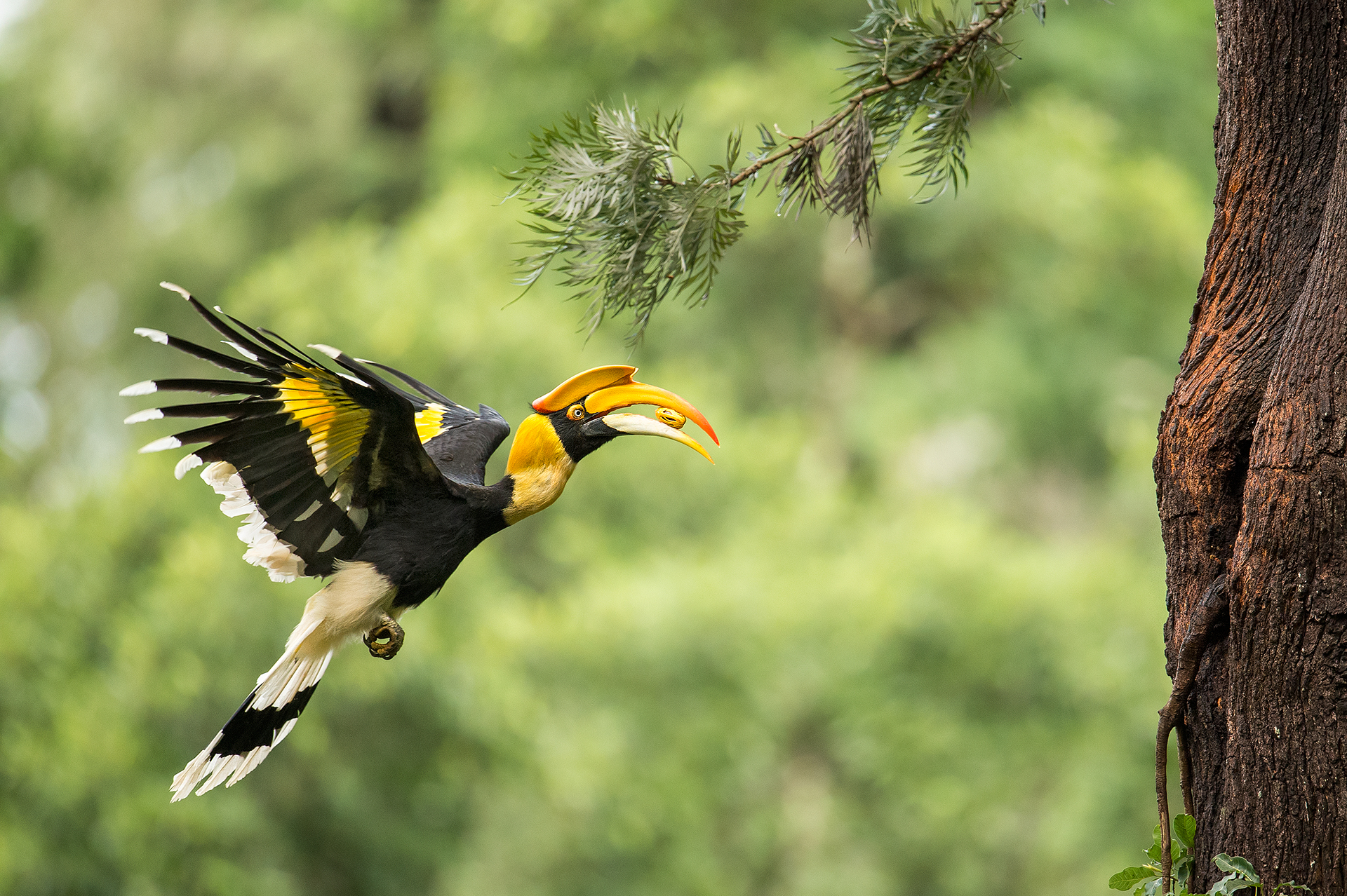 Great Hornbills Adapting To Plantation Life In Western Ghats
