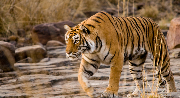 Tigress Machhli Of Ranthambore To Be Genetically Mappped