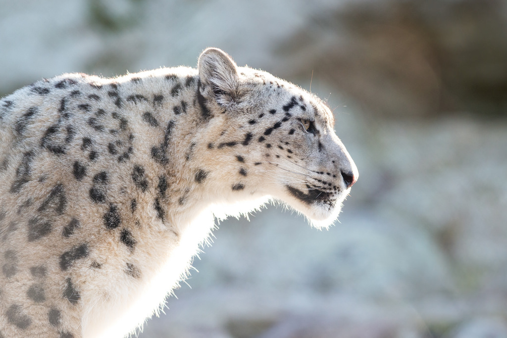 Snow Leopard Habitat Mapped In J&K For The First Time