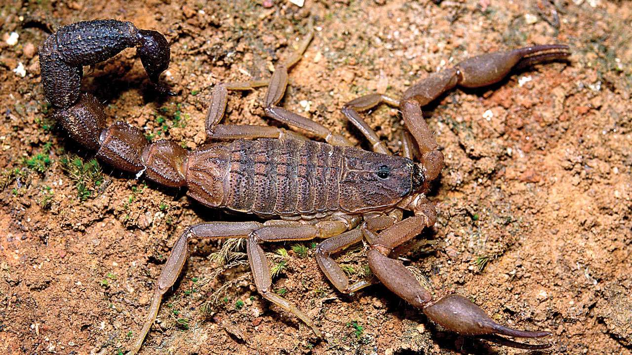 A Scorpion with a Black Sting Discovered in the Western Ghats