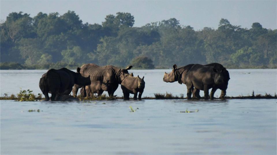 Sink or Swim: Kaziranga Animals Fight the Annual Assam Floods