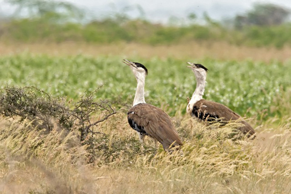 Wanted – Eggs of the Great Indian Bustard