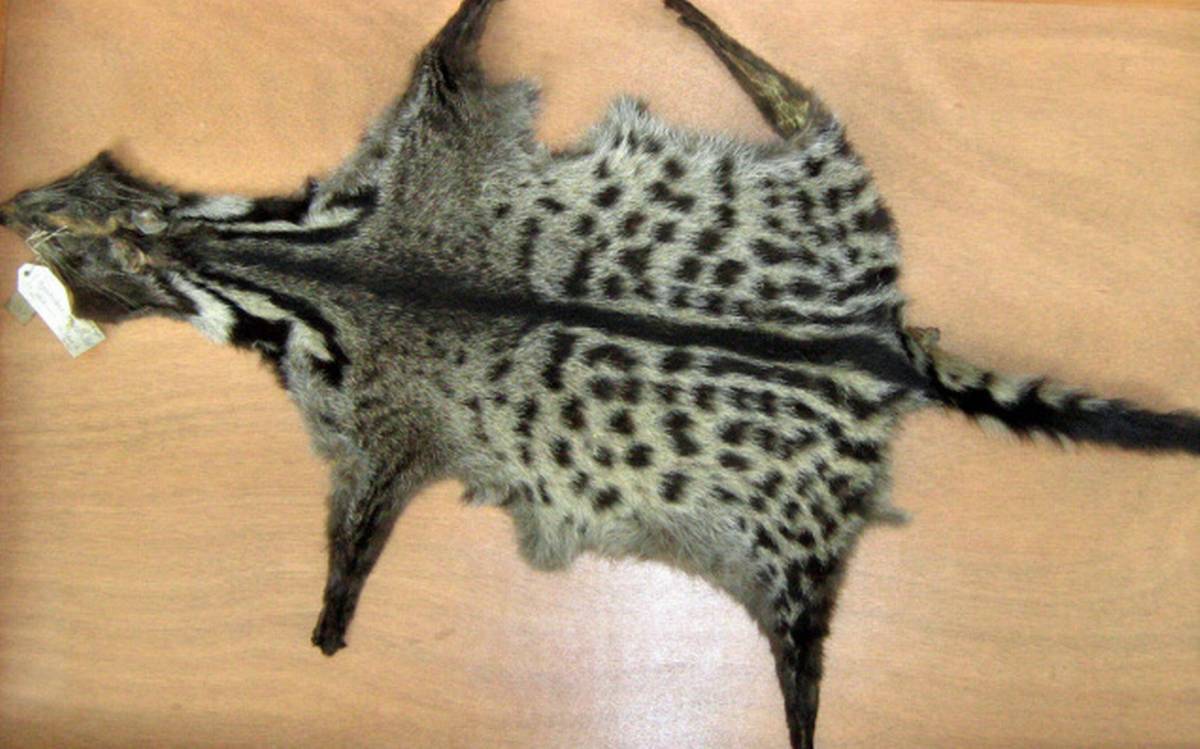 Has Anyone ever seen a Malabar Civet?