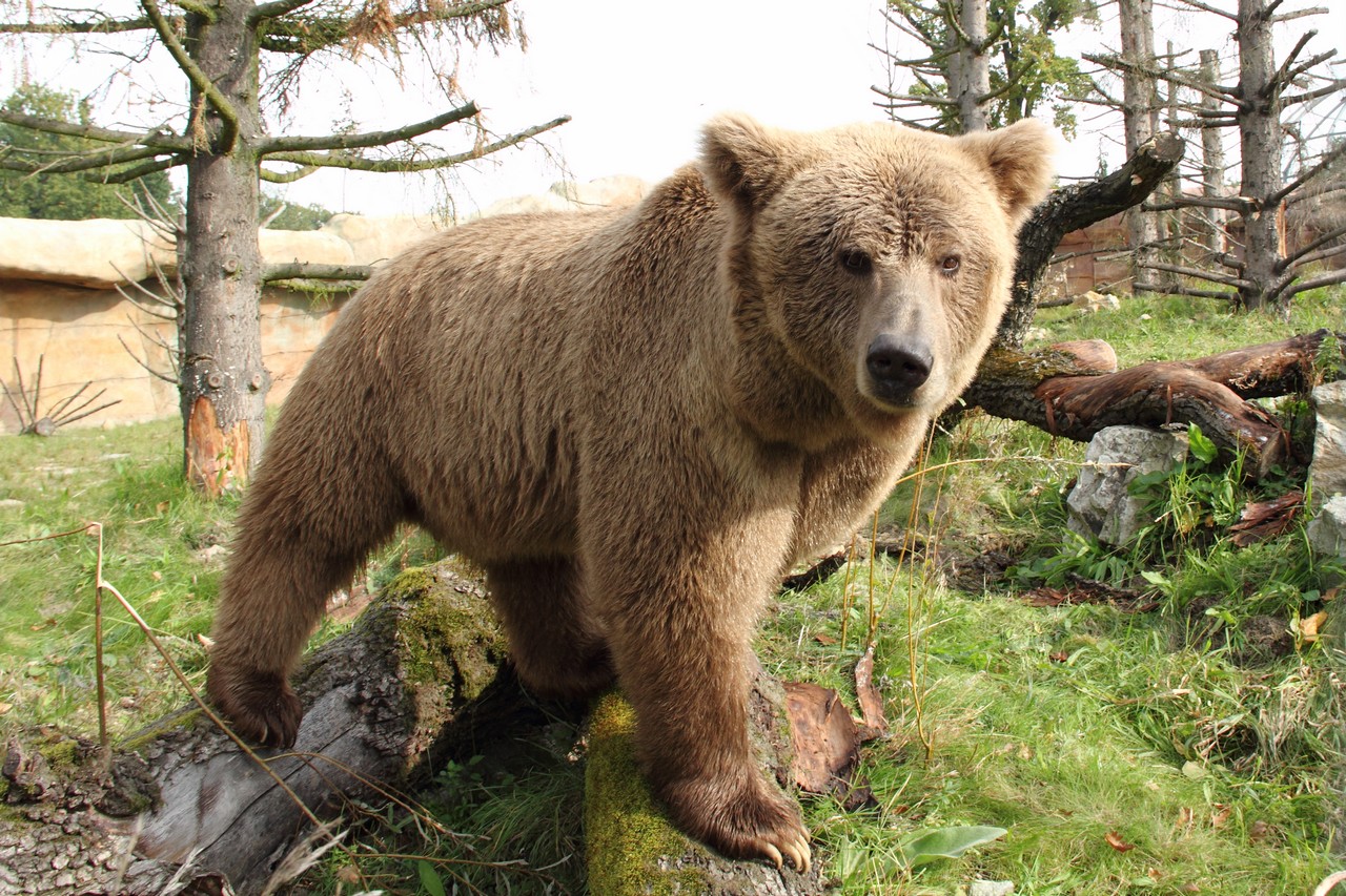 Does India have a Healthy Population of Himalayan Brown Bear?