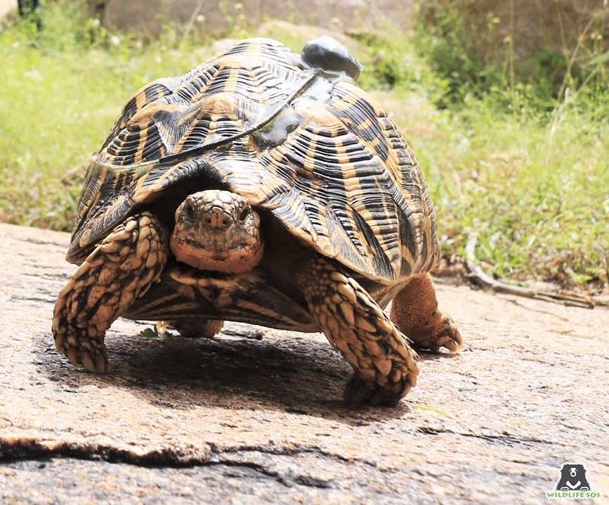 Endangered Star Tortoises Rescued and Released with Satellite Tags
