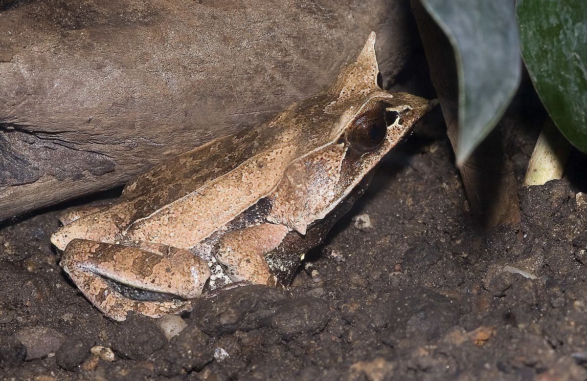 Three New Species of Horned Frogs Discovered in North East India