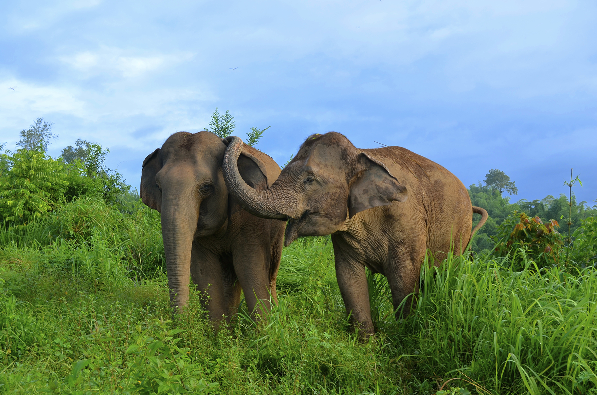 Growing A Forest For Odisha’s Elephants