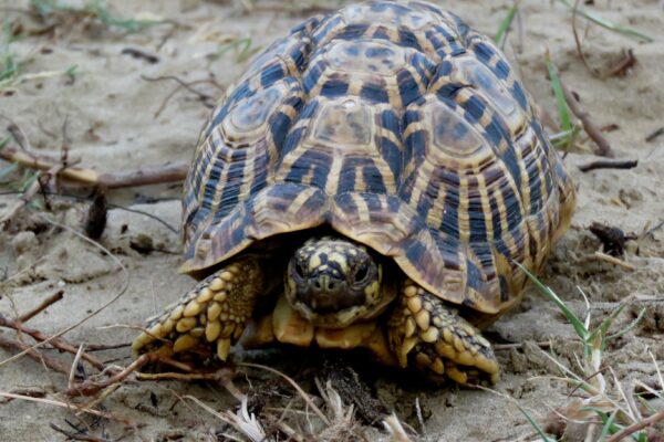 The Indian Star Tortoise Has Lost Its Genetic Diversity, Finds New Study