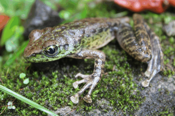 New Animal, Insect, and Plant Species Discovered in India This June (2025 Update)