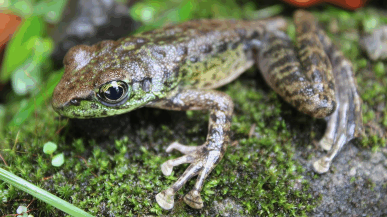 New frog discovered in Shillong