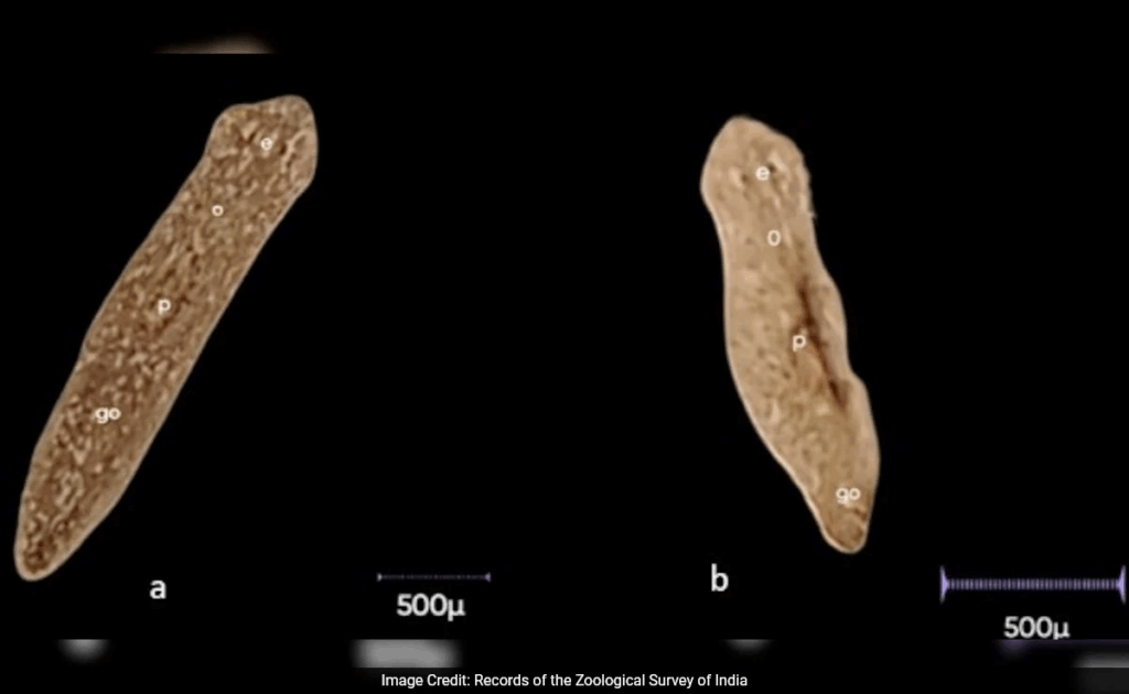 dugesia punesis, new regenerating flatworm from Pune, Maharashtra 