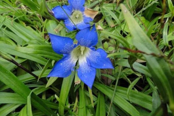 Uttarakhand Reintroduces Rare and Endangered Plant Species into the Wild
