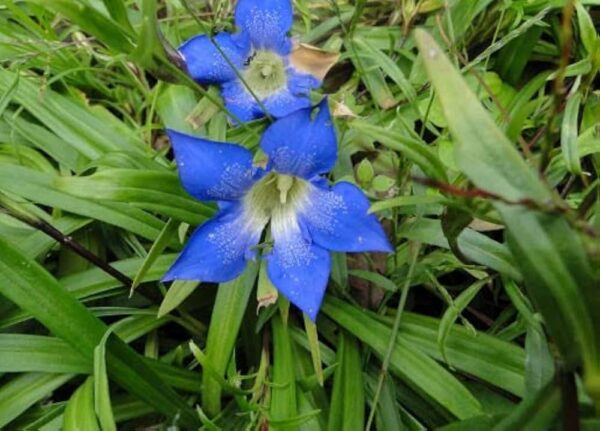 Uttarakhand Reintroduces Rare and Endangered Plant Species into the Wild