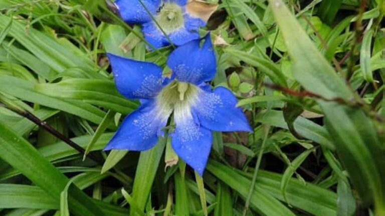 Gentiana kurroo, critically endangered plant from the Himalayas