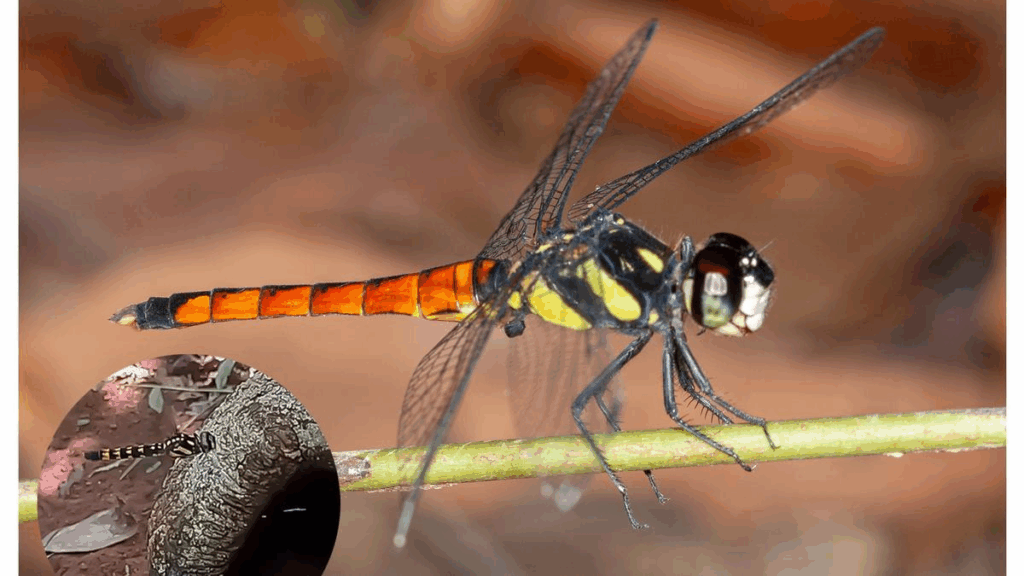 Lyriothemis abrahami, Dragonfly from Kerala
