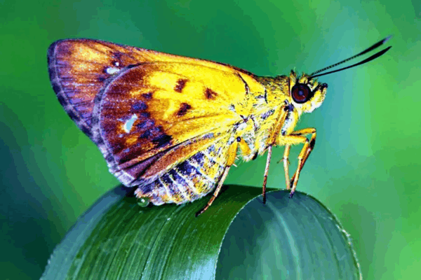 New Animals and Plant Species Discovered in India This July (2025 Update) 