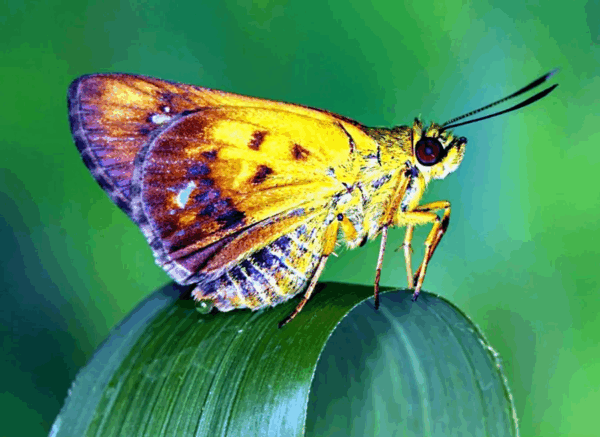 New Animals and Plant Species Discovered in India This July (2025 Update) 