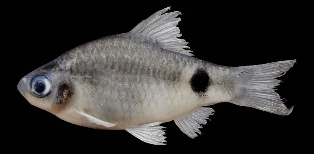 Pethia dibrugarhensis, new fish from Assam 
