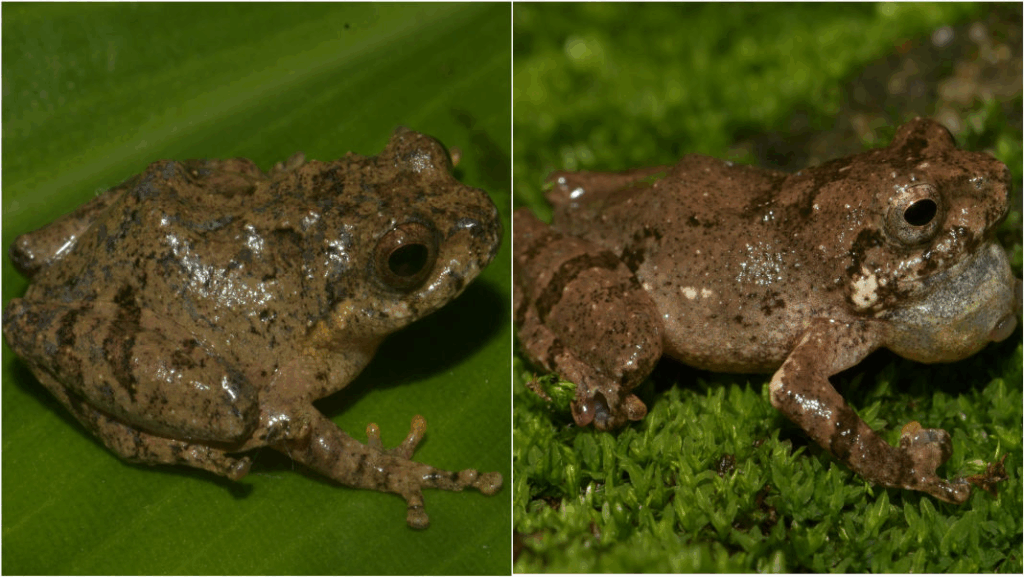 Raorchestes jakoid and R. jadoh, new frogs from Meghalaya