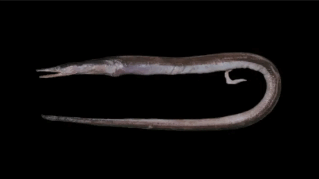 Facciolella smithi, Smith's witch eel from Kerala