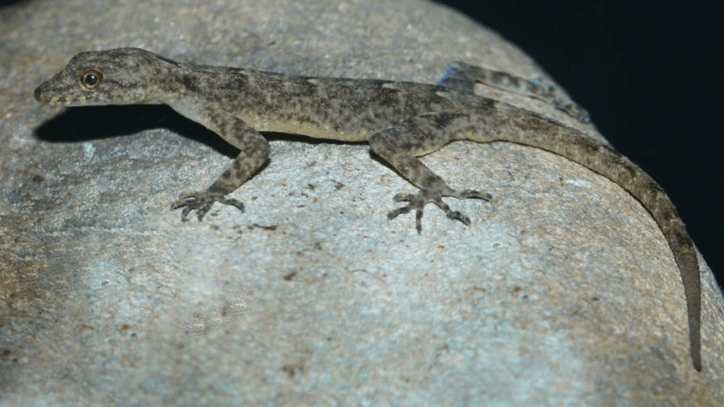 Cnemaspis brahmaputra, Brahmaputra Day Gecko from Assam 