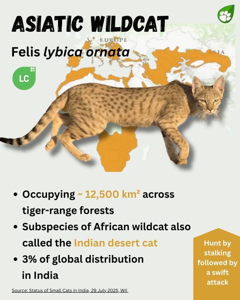 Asiatic Wildcat