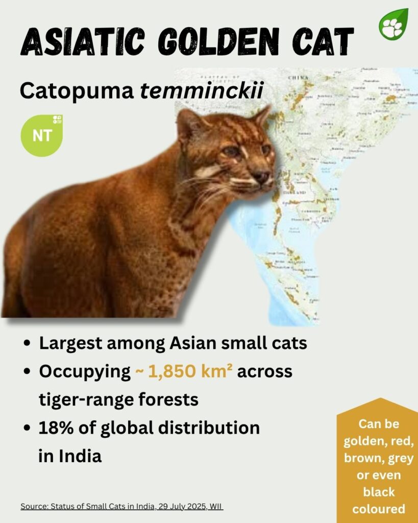 Asiatic Golden Cat 