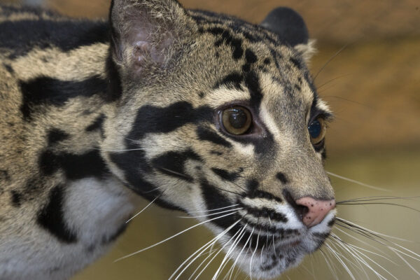 India’s Secret Wildcats: New Report Reveals Where Small Cats Still Roam