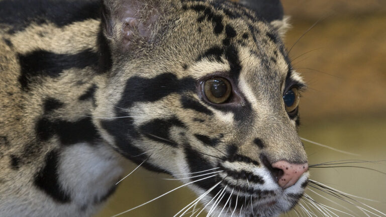 Clouded Leopard