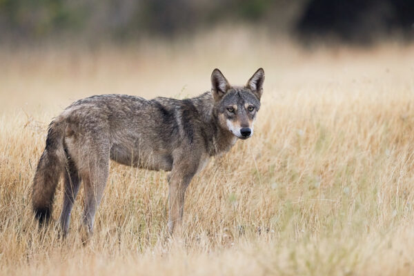 Historic First: Captive-Bred Wolves Give Birth in the Wild in Gujarat’s Grasslands