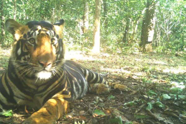 Simlipal Black Tiger on National Geographic Cover