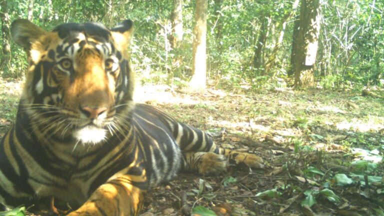 Simlipal Black Tiger