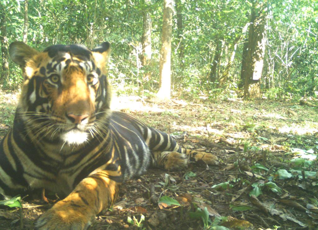 Simlipal Black Tiger on National Geographic Cover - India's Endangered