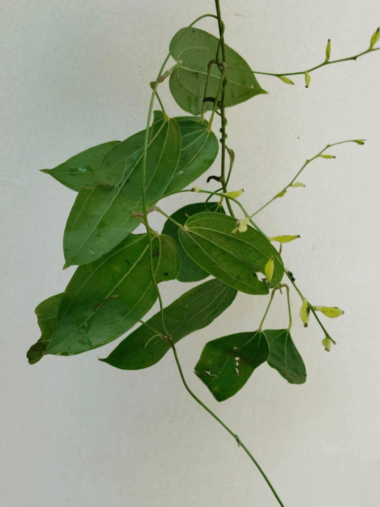 Dioscorea balakrishnanii, wild yam from Wayanad, Kerala