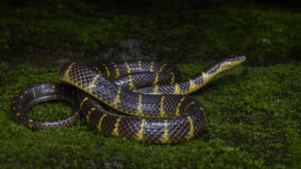 New Rain snake from Mizoram