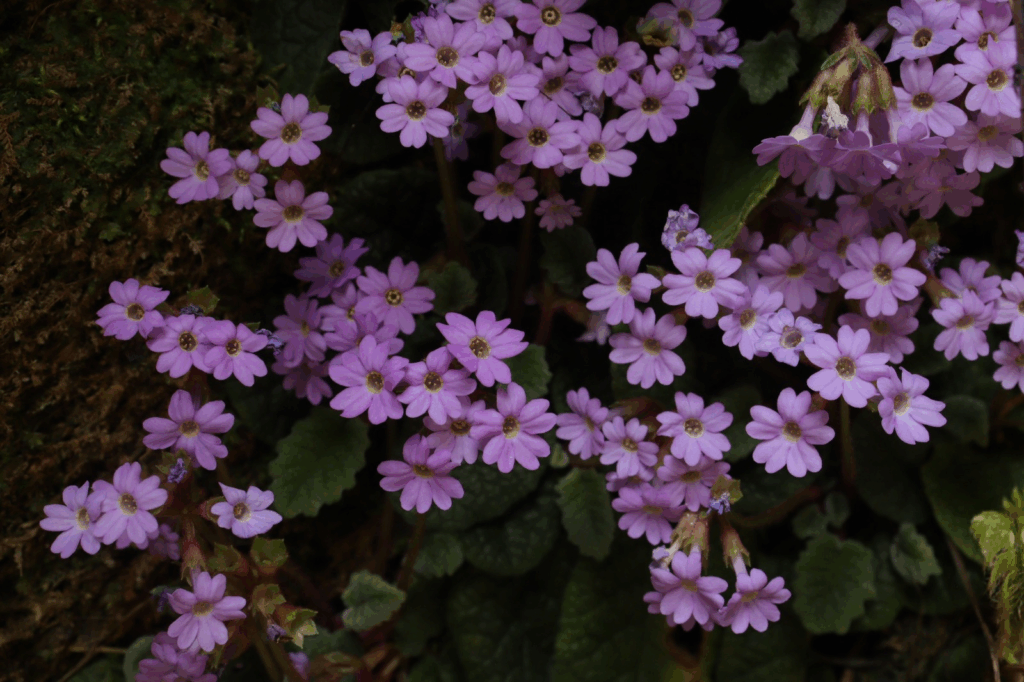 Primula indica flower