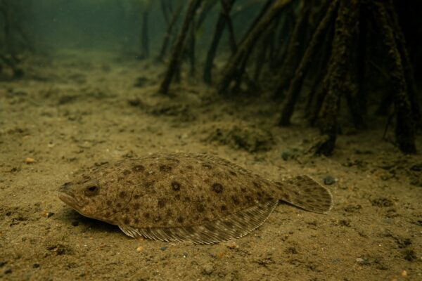 A New Species of Flounder, Hiding in Plain Sight in Odisha