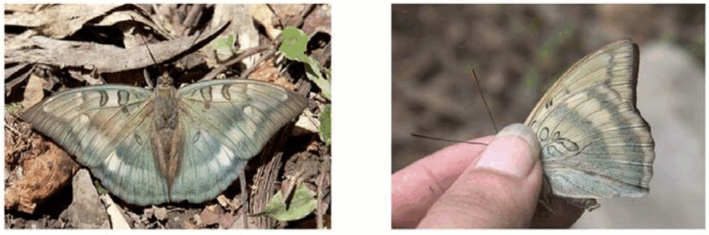 Euthalia zhaxidunzhui — The Tibetan Duke