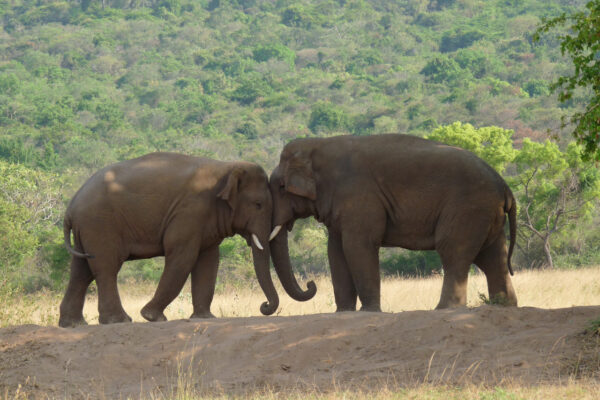 India Has Fewer Elephants than We Thought, Finds First DNA Survey