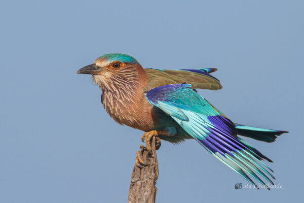Indian Roller Declared ‘Near Threatened’ After Sharp Population Decline