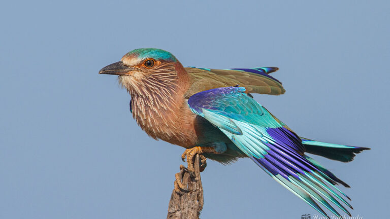 Indian Roller