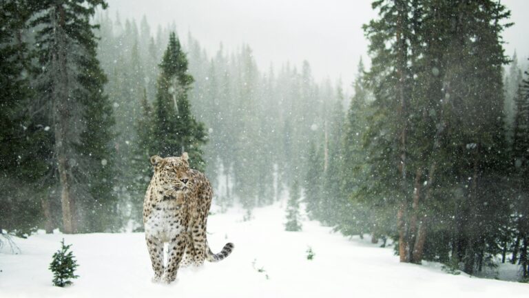 snow leopard