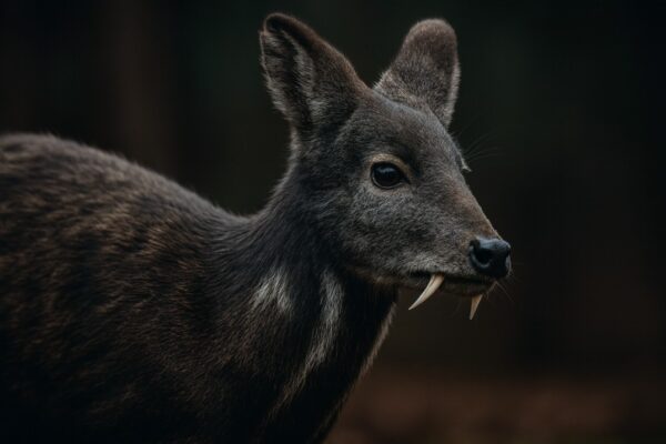 Endangered Musk Deer (Kasturi Mrig) Seen For The First Time in 70 Years in West Bengal 
