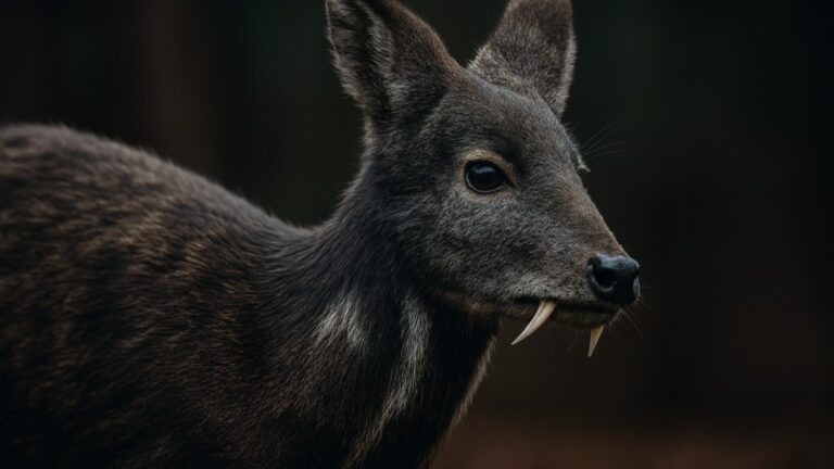 Musk Deer illustration