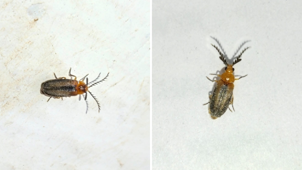 Lamellipalpodes debprasuna and Lamellipalpodes kurumba Tamil Nadu