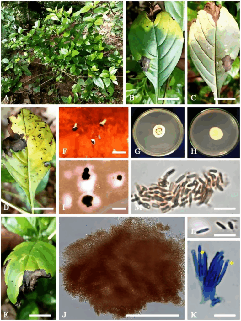 Paramyrothecium kamalii Kerala Western Ghats 