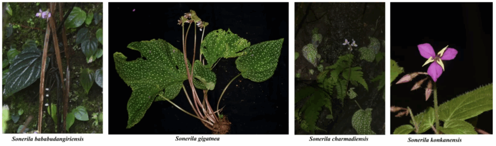 Sonerila bababudangiriensis, Sonerila gigantea and Sonerila charmadiensis from Karnataka 