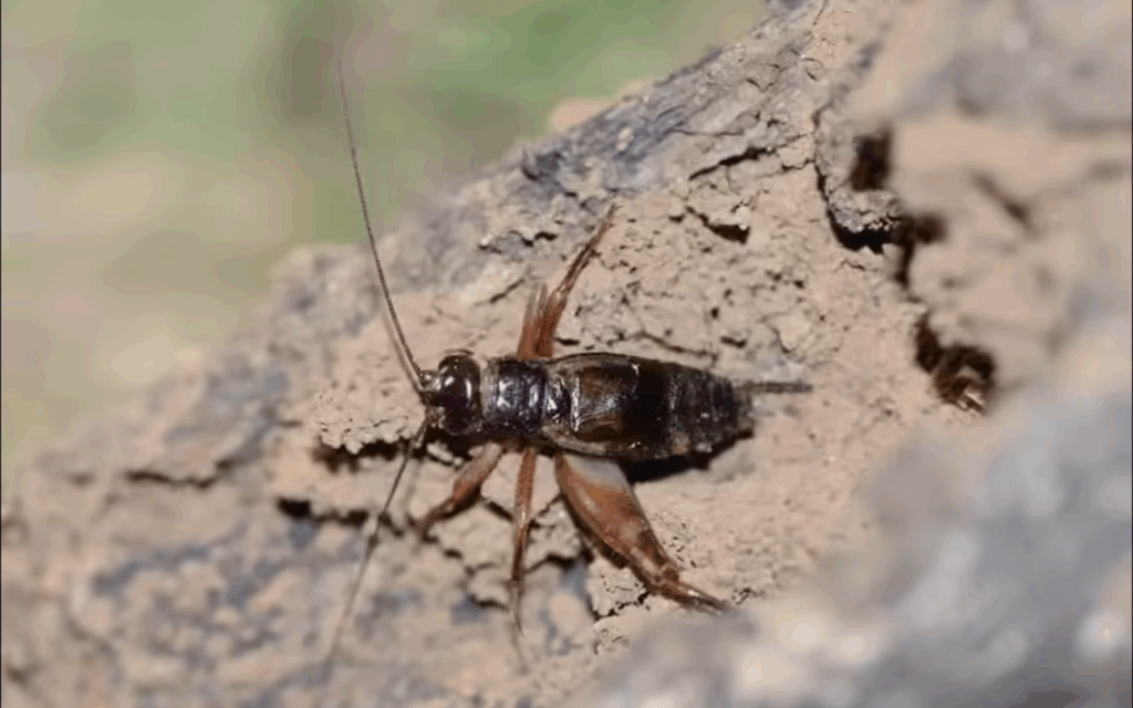 Ajareta sairandhriensis, Ajareta kervasae and Ajareta meridionalis Kerala and Karnataka 