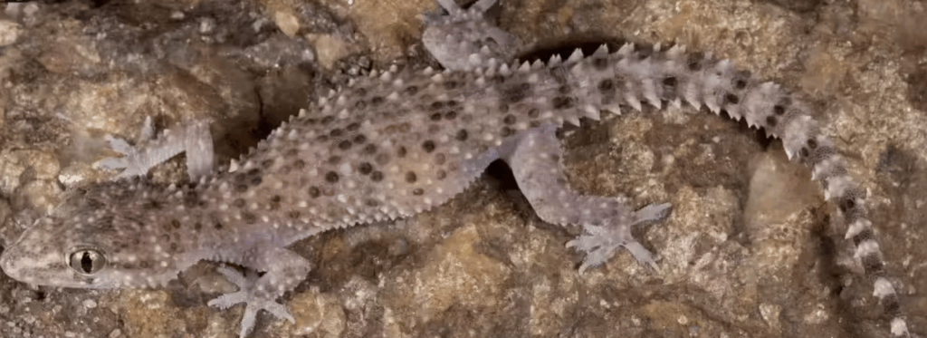 Hemidactylus quartziticolus Tamil Nadu 