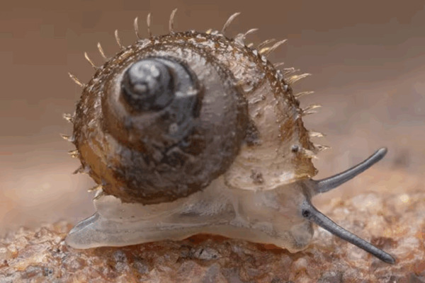 New Animal and Plant Species Discovered in India this October (2025 Update)